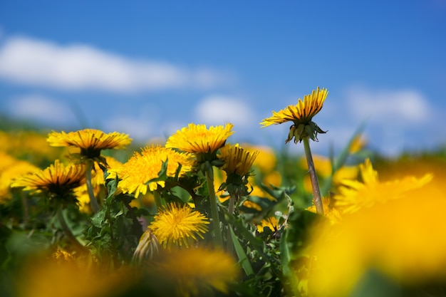 Fiori gialli tra altri fiori