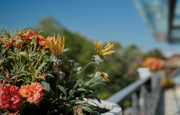 Fiori in primo piano e messa a fuoco selettiva l'idea di decorare lo spazio e migliorare l'ambiente Il concetto di decorare un balcone o una loggia con fiori freschi