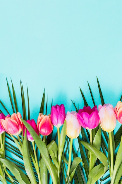 Fiori luminosi del tulipano sulla tabella blu