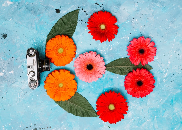 Foto gratuito fiori luminosi della gerbera con la macchina fotografica sulla tavola