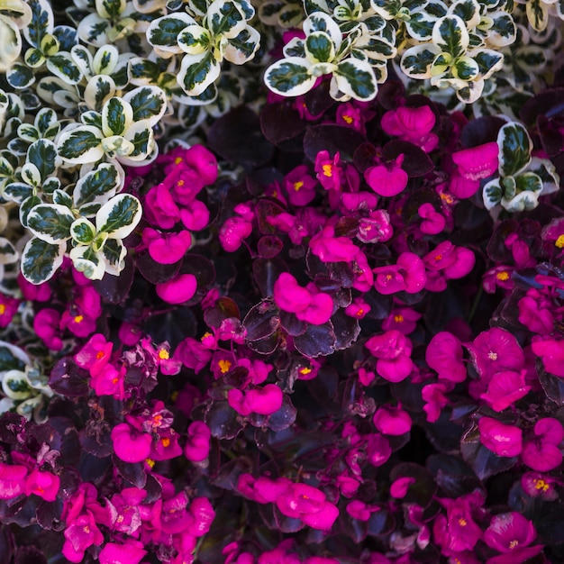 Fiori luminosi e foglie carine