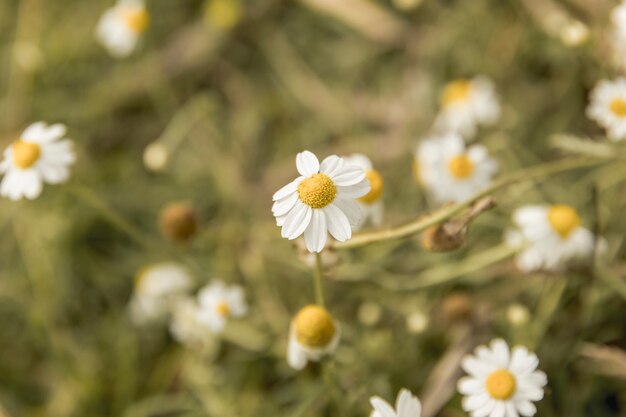 Fiori margherita vicino al fiume