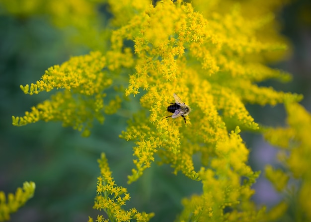 Fiori morbidi e Fuzzy Beea