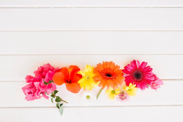 Fiori multicolori luminosi su bianco