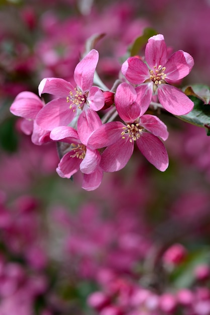&quot;Fiori rosa brillante sul ramo&quot;
