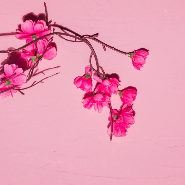 Fiori rosa in un ramo