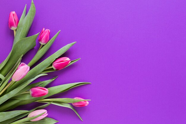 Fiori rosa sfumati del tulipano con lo spazio della copia