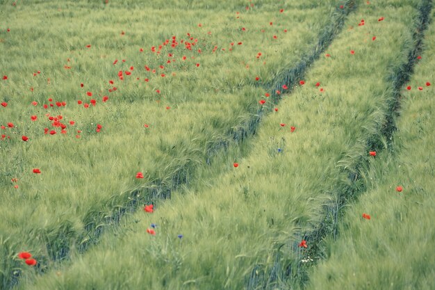 Fiori rossi in campo durante il giorno