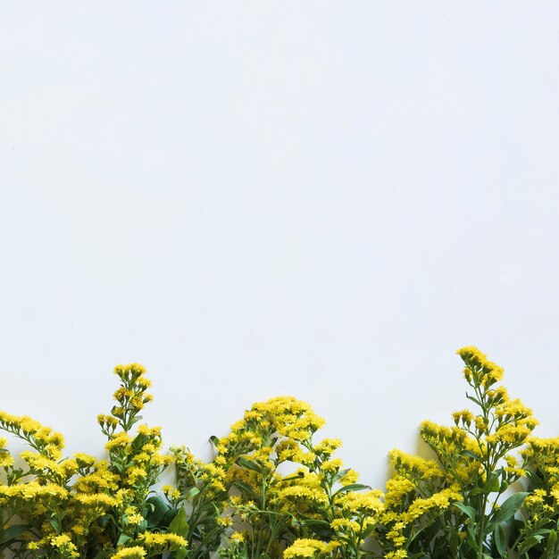 Fiori selvatici sul fondo per la primavera