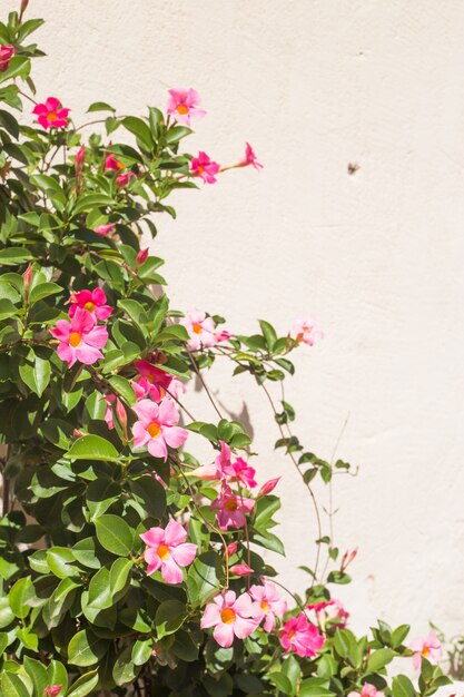 fiori sul muro bianco