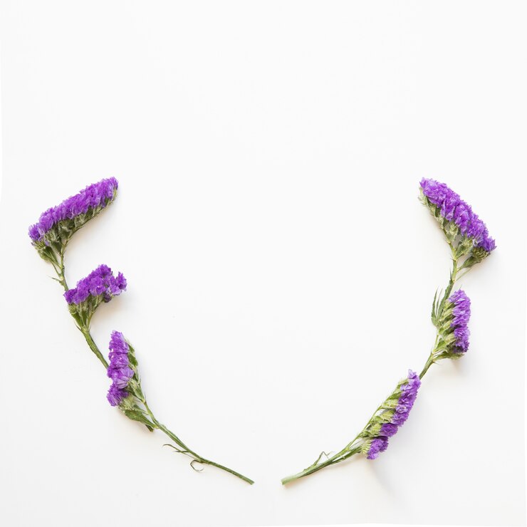 Foto gratuito fiori viola su bianco