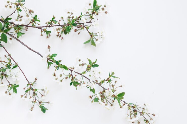 Foto gratuito fiori