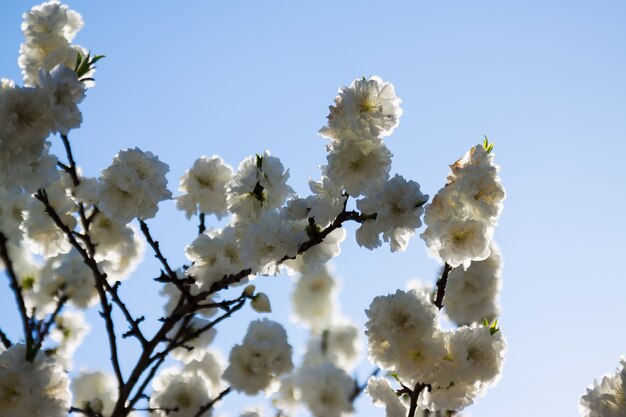 fiorisce i rami degli alberi