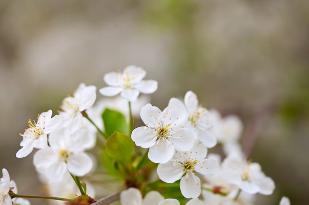 fiorisce il ramo di un albero con copyspace