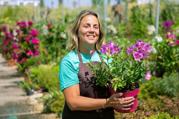 Fiorista femminile felice che cammina nella serra, che tiene la pianta fiorita in vaso e che sorride. Colpo medio, spazio della copia. Lavoro di giardinaggio o concetto di botanica