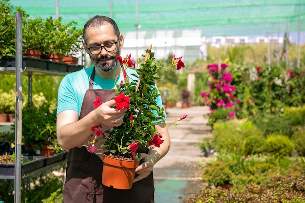 Fiorista maschio positivo che tiene vaso con pianta fiorita e cammina in serra. Vista frontale. Lavoro di giardinaggio o concetto di botanica