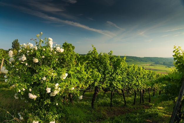 Fiorito rosa bianca cespuglio nel vigneto sulle colline al tramonto