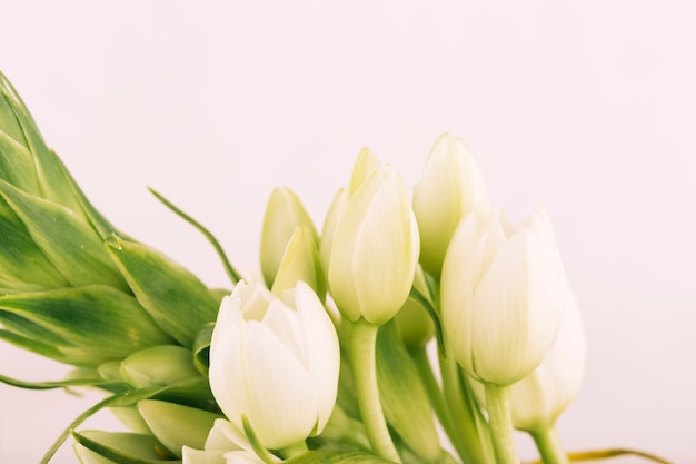 Fioritura dei fiori di tulipano