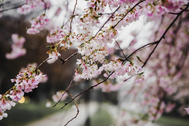 Fioritura di fiori rosa