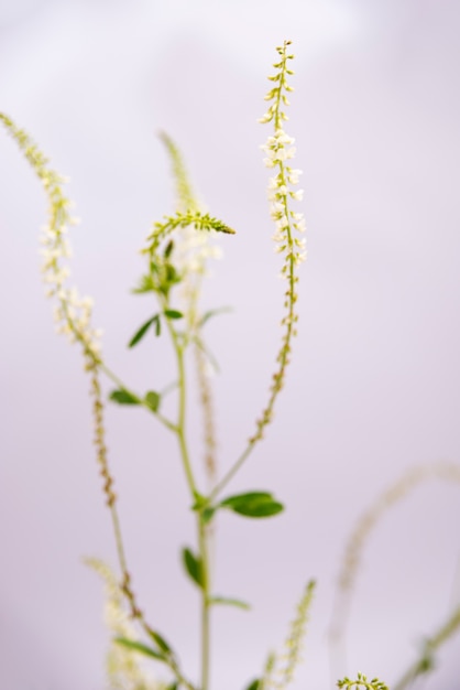 Fioritura naturale con effetto sfocato