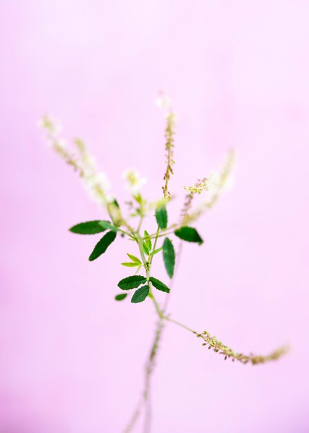Fioritura naturale con effetto sfocato