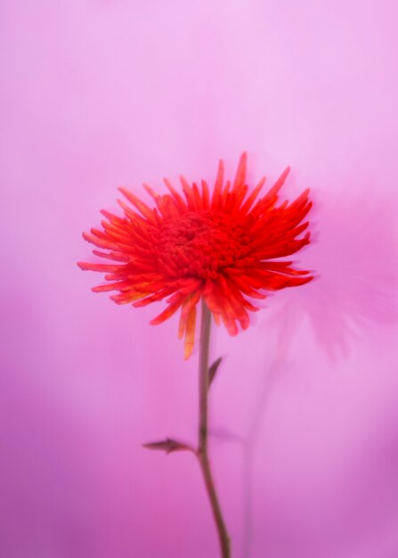 Fioritura naturale con effetto sfocato