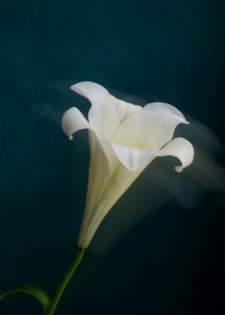 Fioritura naturale con effetto sfocato