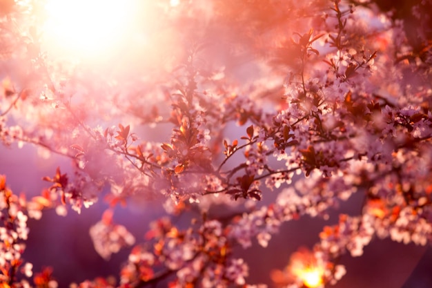 Fioritura primaverile di sakura viola contro il cielo blu Splendida scena naturale con albero in fiore e bagliore solare Alberi in fiore di ciliegio sakura albicocca mandorli con fiori primaverili rosa