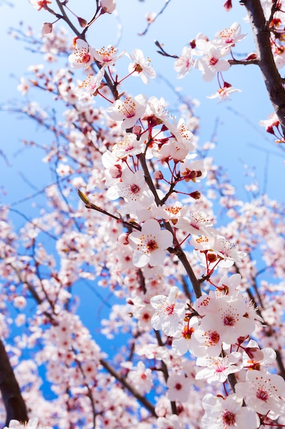 Fioritura primaverile