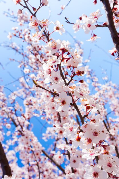 Fioritura primaverile