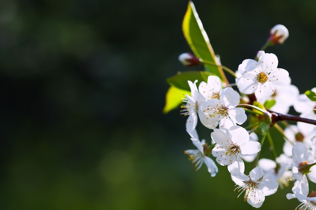 Fioritura ramo albero contro sfocatura sfondo