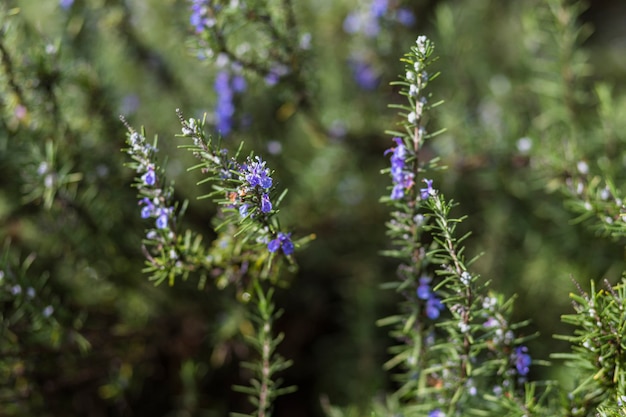 Fioriture blu su ramoscelli di conifere