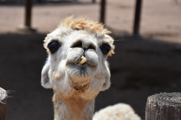 Fissando direttamente in faccia un alpaca bianco.