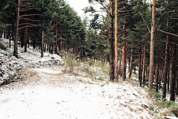 Fitta foresta con alberi ad alto fusto in inverno