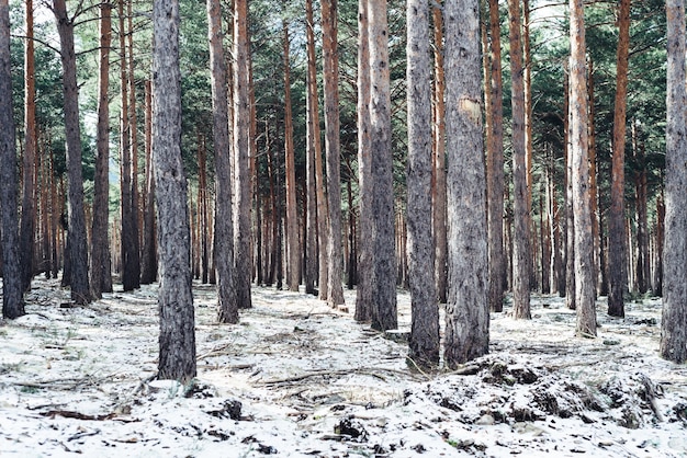Fitta foresta con alberi ad alto fusto in inverno