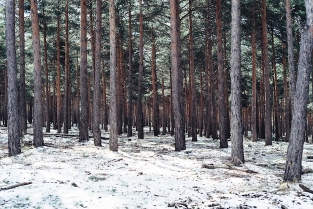 Fitta foresta con alberi ad alto fusto in inverno