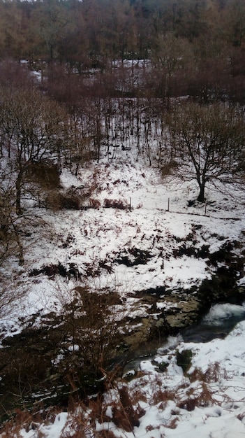 Fiume che scorre attraverso la foresta coperta di neve