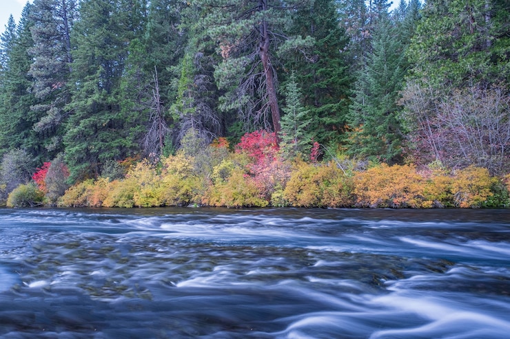 Foto gratuito fiume circondato da fiori in autunno durante il giorno