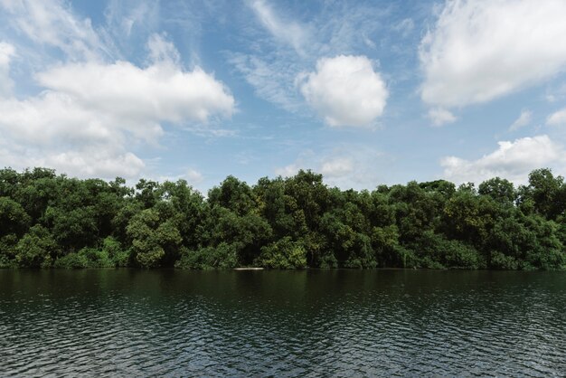 Fiume e foresta pluviale