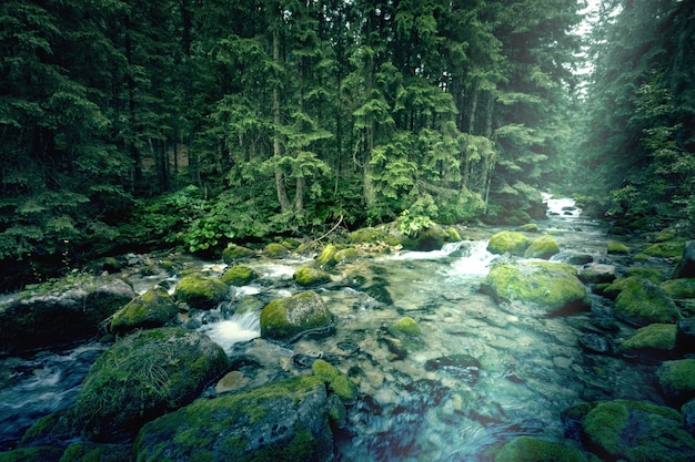 Fiume nella foresta oscura.