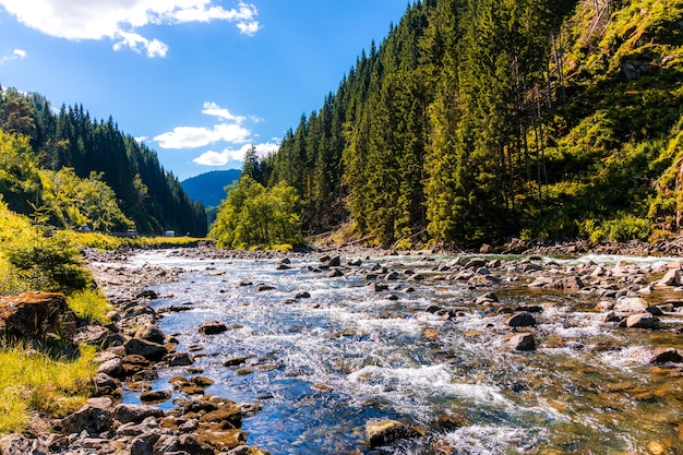 Fiume vicino a una foresta in Norvegia