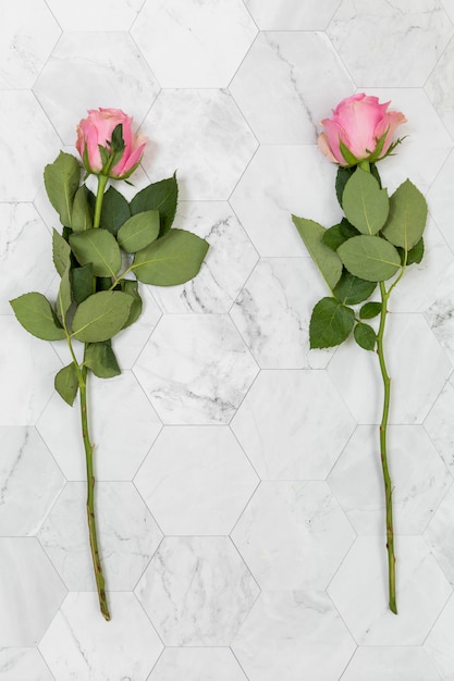 Flat lay di due rose