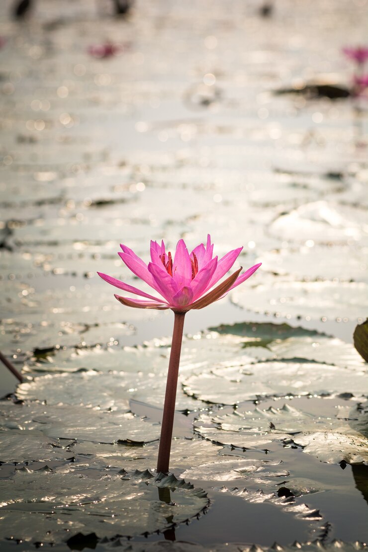 Foto gratuito flora orientali rilassarsi stagno calmo