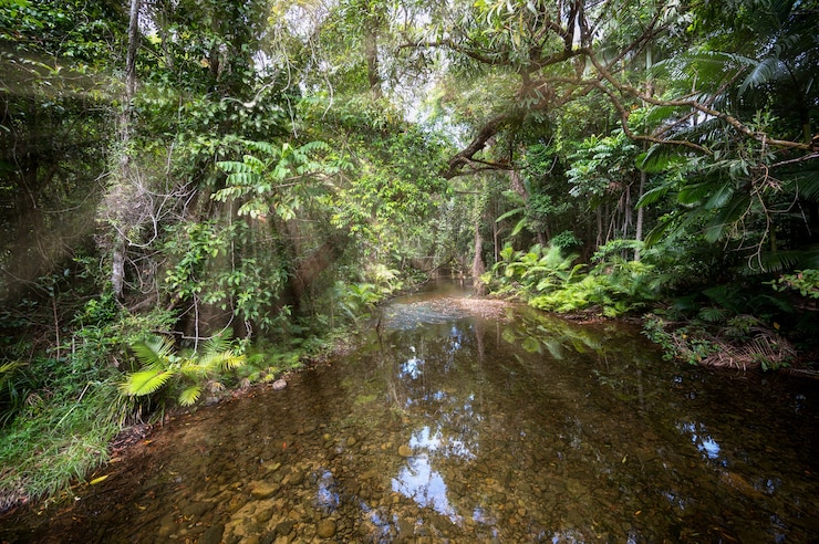 Foto gratuito flusso di acqua pulita che scorre attraverso la foresta pluviale tropicale di daintree nel queensland, australia