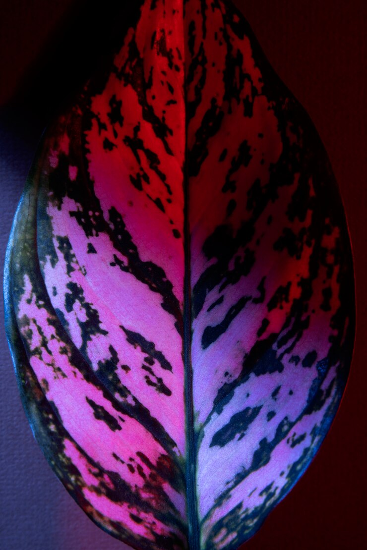 Foto gratuito foglia colorata su uno sfondo semplice