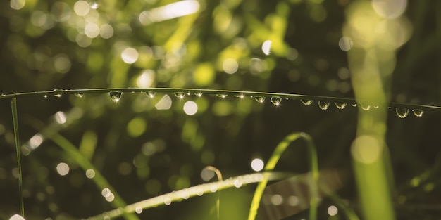 Foglia con gocce d'acqua su di esso in un giardino sotto la luce del sole con uno sfondo sfocato