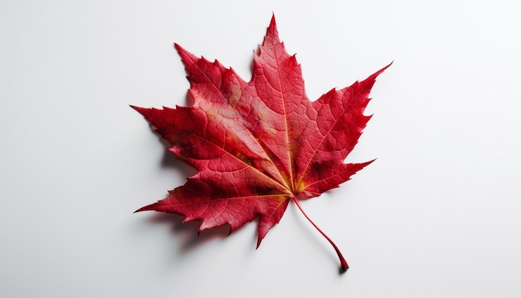 Foto gratuito foglia d'acero autunnale vibrante su sfondo bianco generato dall'intelligenza artificiale