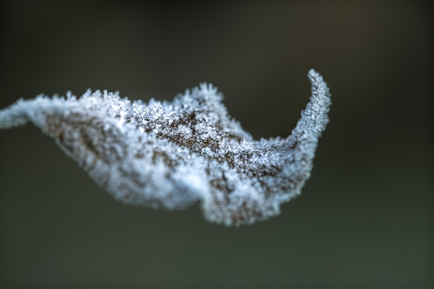 Foglia d'autunno ricoperta di cristalli di ghiaccio. La mattina presto nella stagione fredda.