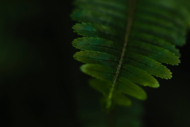 Foglia delicata della felce del primo piano