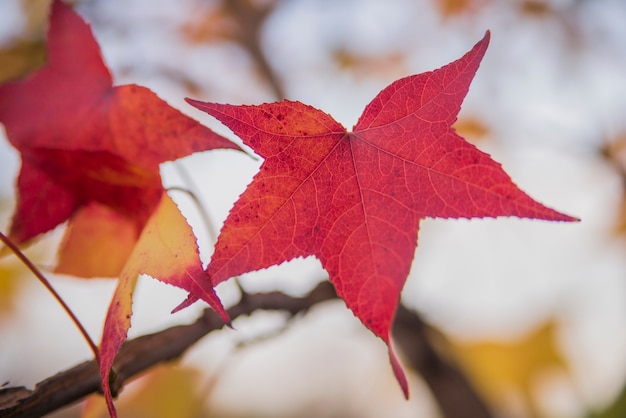 Foglia di acero giapponese. Foglie di acero rosso in un giorno di autunno soleggiato. Acero giapponese - Acer palmatum ssp Amoenum